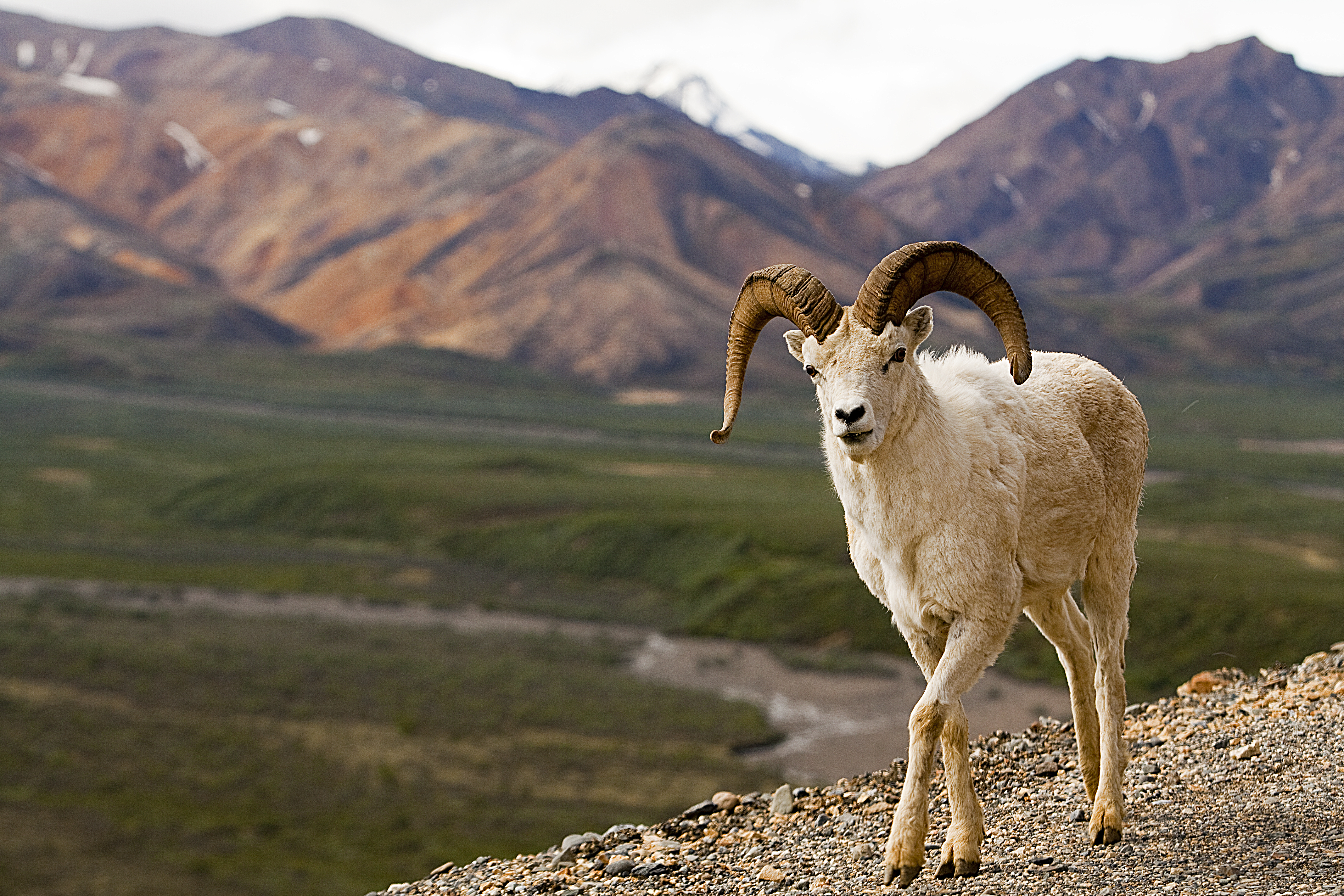 Denali National Park